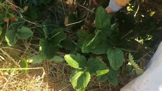 В июле начнём сбор трав и соколечение. смотреть онлайн