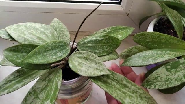 Хойи неприхотливые и красивые сорта: пубикаликс Фресно бьюти и Рангсан смотреть онлайн