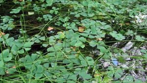 Водные растения12 Декоративные растения