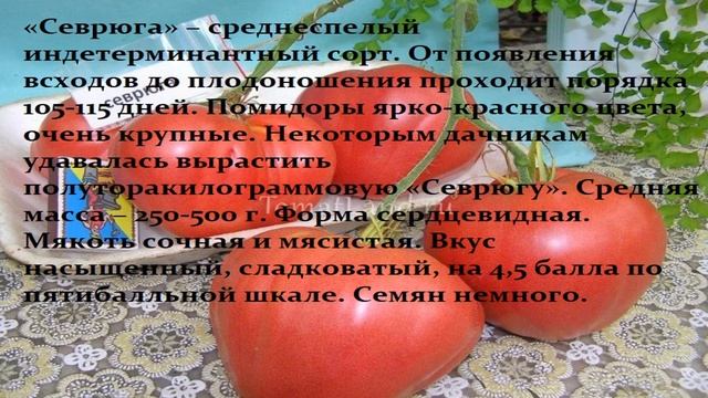 Томаты для Урала от сибирских селекционеров. смотреть онлайн
