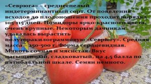 Томаты для Урала от сибирских селекционеров.