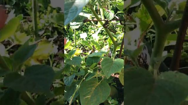 часть 1:пепино, физалис, имбирь, стевия... всё в бывшей песочнице смотреть онлайн