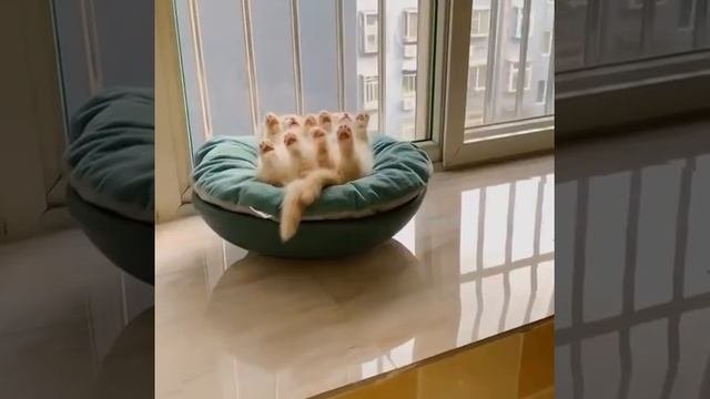 Сегодня отдыхаем на полную #funny Cats #cats #shorts