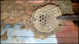 Гнездо пчелиных волков. Нефтекамск.