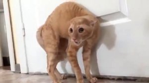 Сумасшедшие коты