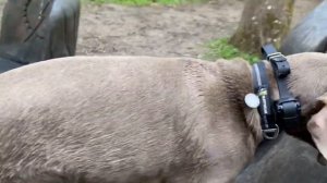 Oscar | 8m/o Weimaraner | Dog Training in London