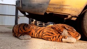 ГРУЗОВАЯ МАШИНА vs. ПЛЮШЕВЫХ ИГРУШЕК : ЭКСПЕРИМЕНТ/ КРАШТЕСТ / под колесом машины.