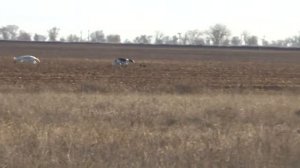 Охота русских псовых борзых на зайца русака