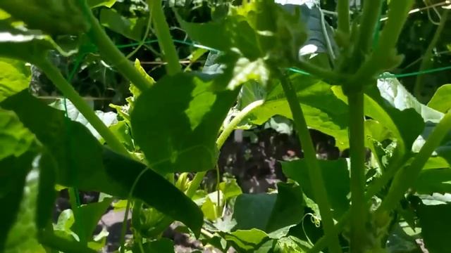 Супер подкормка для томатов своими руками. 3 В 1