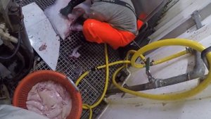ПАЛТУС 50 КГ   ОТЛИЧНЫЙ УЛОВ   HALIBUT ПРИКОЛЫ НА РЫБАЛКЕ