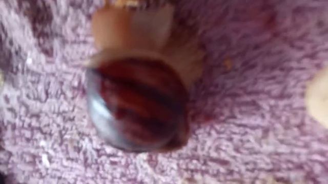 улитки ахатины смотреть онлайн