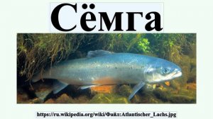 Сёмга
