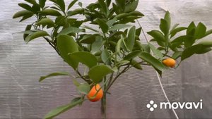 Мандаринкват Индио 🍊🍋 Indio mandarinquat .