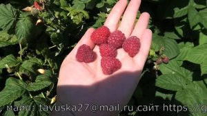 ЭНКОР среднеспелый сорт малины летнего срока плодоношения