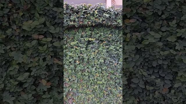 Green wall | Ficus pumila | Creeping Fig