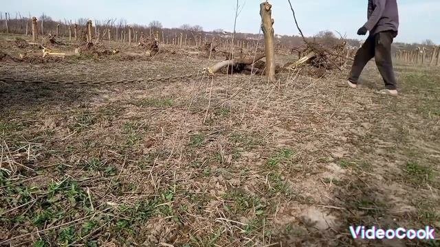 Как правильно выкорчёвывать деревья.