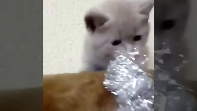 Лилового окраса, страйт кошечка смотреть онлайн