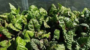 Мангольд-красивая и вкусная овощная культура.Из мангольда можно приготовить много интересных блюд.