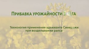 Технология применения адъюванта Синерджи при возделывании рапса.