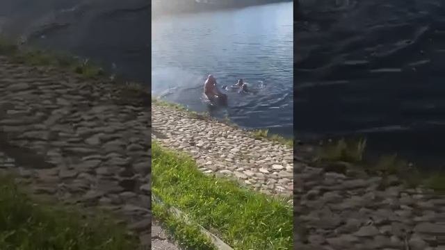 В Москве прохожие спасли мужчину, который едва не утонул в Бирюлёвском пруду