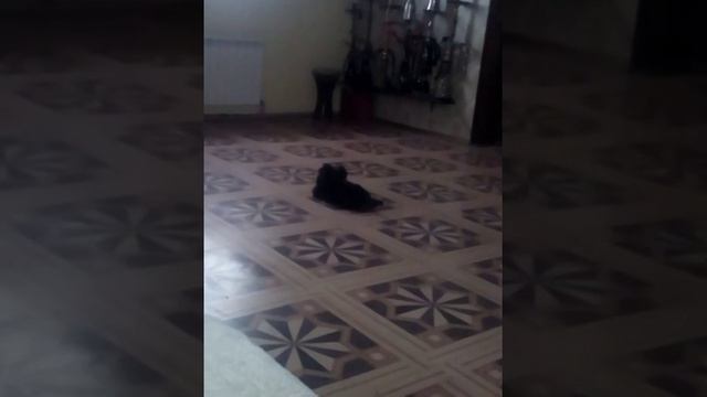 Щенок йорка