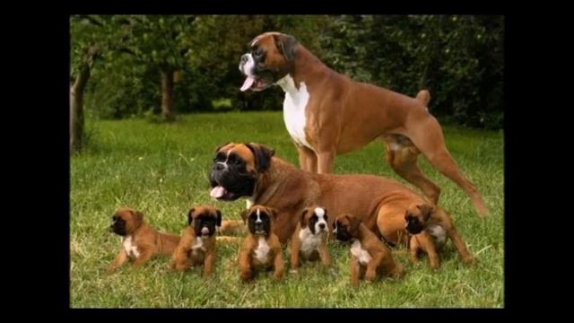 Deutscher Boxer (немецкий боксер ) смотреть онлайн