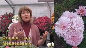 Мой первый опыт выращивания хризантем