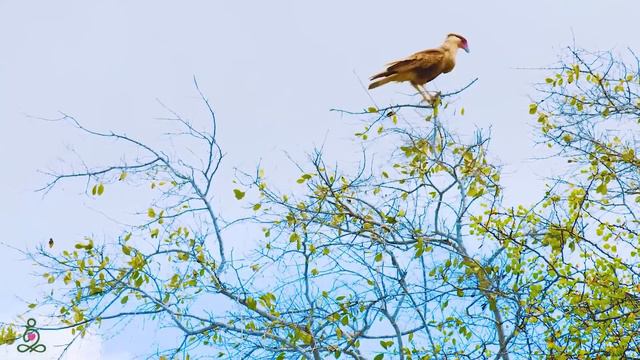 Музыка лечит сердце и сосуды🌿 Успокаивающая музыка восстанавливает нервную систему,расслабляющая # смотреть онлайн