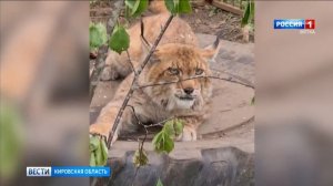 Кировская рысь Мира переехала из Новосибирска в Ленинградскую область (ГТРК Вятка)