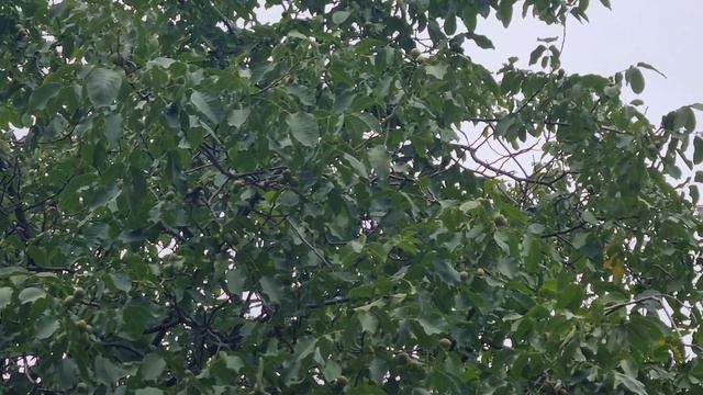 Как вырастить грецкий орех в Санкт-Петербурге и Ленобласти? #грецкийорех