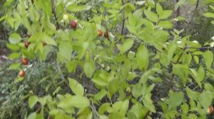 Китайский финик (унаби зизифус) созревание