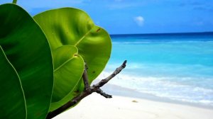 Mind Refreshing Sea Beach at Avani Plus Fares Maldives Resort