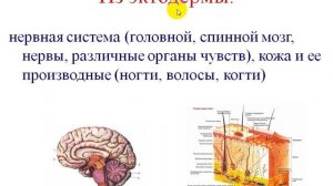 Рост и развитие животных.