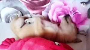 «Вы меня не обидите?» Самого грустного щенка забрали из приюта и вот как он изменился всего за час