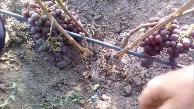 ?ВИНОГРАД РОШФОР смотреть онлайн