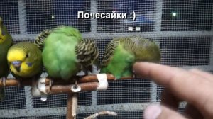 ВОЛНИСТЫЕ ПОПУГАИ ПТЕНЦЫ  Ручные домашние птицы  Прикольное видео