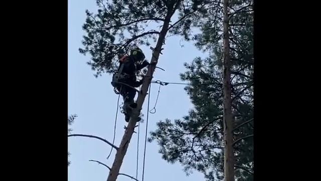 Работы по удалению деревьев. Подборка. Первые заказы. #удалениедеревьев #арбористика