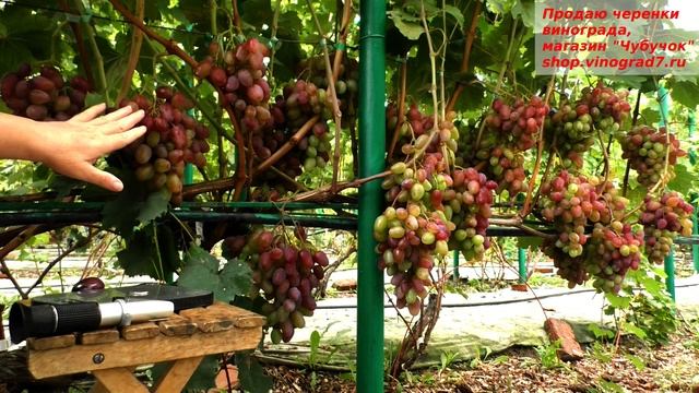 Виноград Клаудои Кардинале - похож на нее- яркий, вкусный, незабываемый с хорошим вызреванием лозы