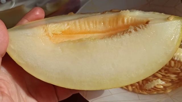 СУПЕР ДЫНЯ КРЕДО из ТЕПЛИЦЫ в Московской области Россия. все достоинства и недостатки. смотреть онлайн