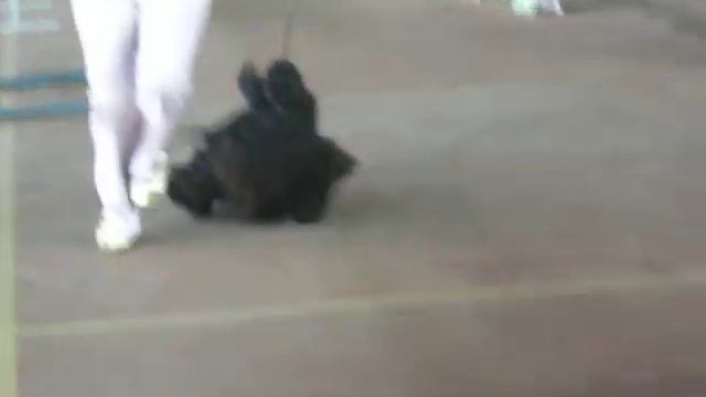 07.09.13.Минск.САСIB. JOYFUL EVENT`S DE LUXE DINASTY смотреть онлайн