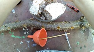 Как вырастить гриб Шиитаке на плодовых деревьях/инокулирую гриб/развожу грибы на участке 2020!