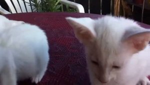 Форин Вайт - Foreign White