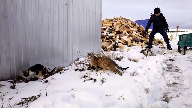 Мотоблок. Буксуем из-за выпавшего снега. Перевозка дров. 2 апреля 2022. смотреть онлайн