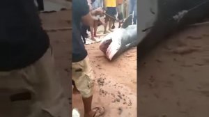 В Хургаде поймали акулу В Египетской Хургаде акула съела парня россиянина 😱😢