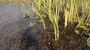 Обвинская Фактория, Пермский край, охота на утку 2020