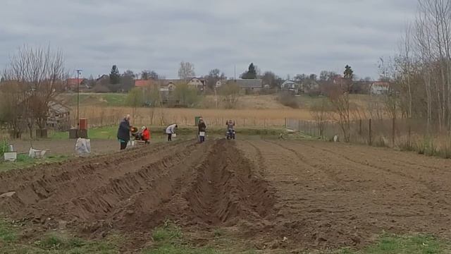 Лучший способ посадки картофеля ? мотоблоком с двухрядным окучником  Два способа засыпки картофеля