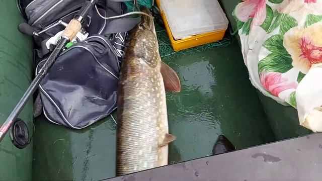 Щука 4 кг смотреть онлайн