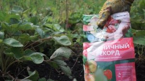 Как не убить клубнику осенью ❦ Обрезка клубники и обработка