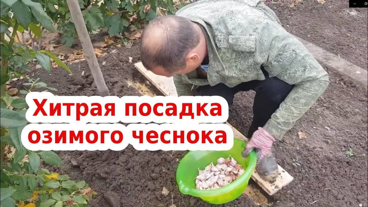 Можно ли добавлять золу при посадке чеснока. Посадка чеснока в 2 яруса.