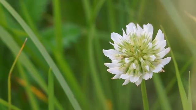 цветок Клевер смотреть онлайн